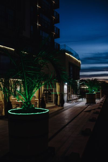 Illuminated palm trees