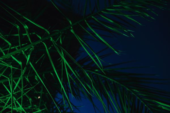 Illuminated palm trees