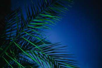 Illuminated palm trees