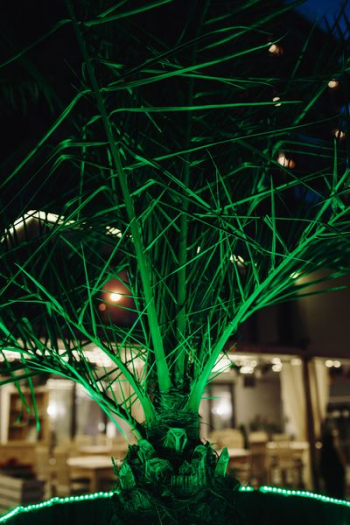 Illuminated palm trees