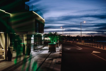 Illuminated palm trees