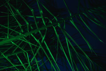 Illuminated palm trees