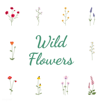 Illustrated wild flowers | Free stock vector - 4270