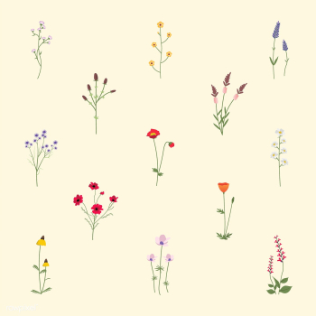 Illustrated wild flowers | Free stock vector - 4273