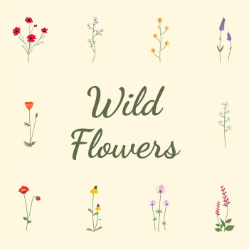 Illustrated wild flowers | Free stock vector - 4277