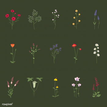 Illustrated wild flowers | Free stock vector - 4278
