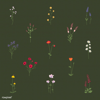 Illustrated wild flowers | Free stock vector - 4280