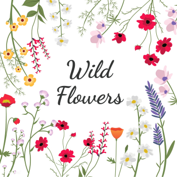 Illustrated wild flowers | Free stock vector - 4285