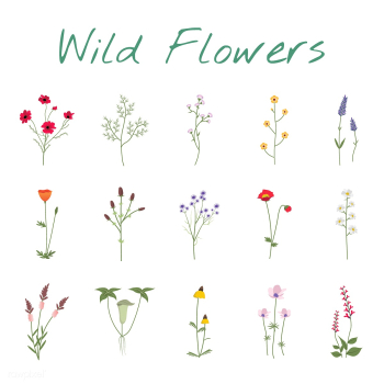 Illustrated wild flowers | Free stock vector - 4301