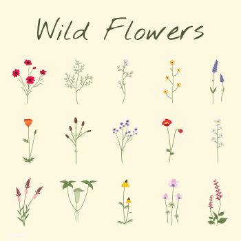 Illustrated wild flowers | Free stock vector - 4302