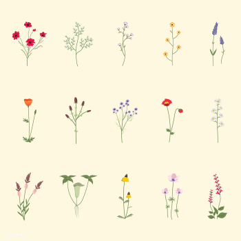 Illustrated wild flowers | Free stock vector - 4311