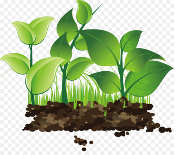 Illustration Design Image Vector graphics Sprouting -  