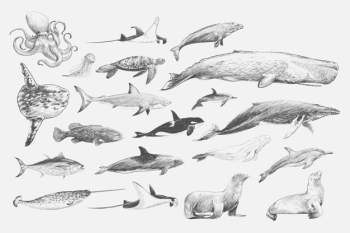 Illustration drawing style of marine life collection Illustration drawing style of marine life collection