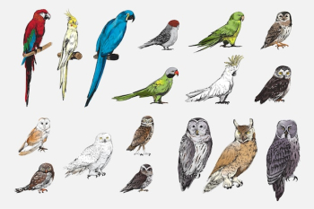 Illustration drawing style of parrot birds collection