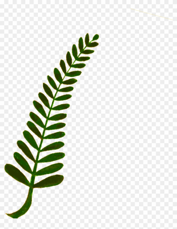 Illustration- Leaf, Twig, - Fern