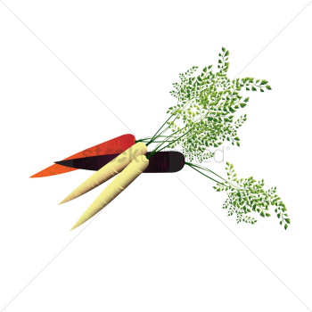 Illustration of carrots Illustration of carrots