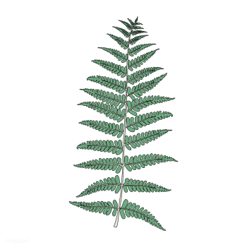 Illustration of fern frond leaf | Free stock vector - 418547 Illustration of fern frond leaf | Free stock vector - 418547