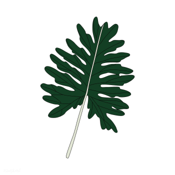 Illustration of Philodendron Xanadu leaf | Free stock vector - 418536 Illustration of Philodendron Xanadu leaf | Free stock vector - 418536