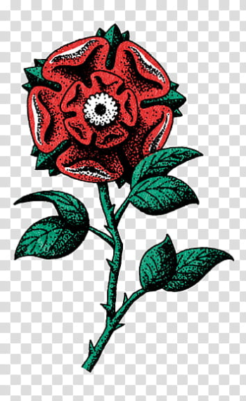 , illustration of red rose transparent background PNG clipart