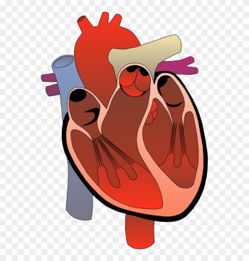 Image Of Anatomy Clipart - Human Heart Transparent Background