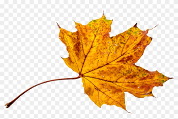 Image Of Maple Leaf 12, Buy Clip Art - Leaf