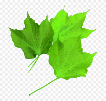 Image Of Maple Leaf 8, Buy Clip Art - Hoja Verde De Arce