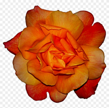 Image - Red And Yellow Rose Png