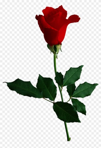 Image - Red Rose No Background