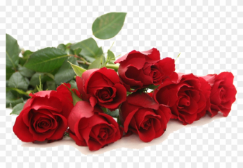 Image - Red Roses Good Morning