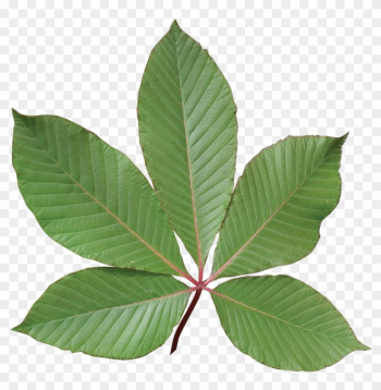 Image Result For Buckeye Leaf - Red Buckeye Tree Leaf