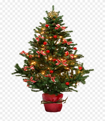 Image - Small Christmas Tree Png