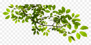 Image - Tree Branch Png