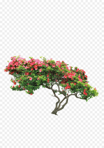 Image Tree Portable Network Graphics Flower - tree 