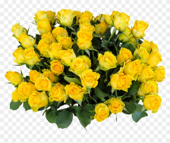 Image - Yellow Rose Day 2018