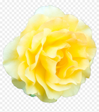 Image - Yellow Rose Transparent Background