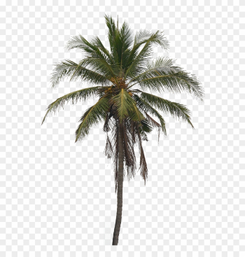 Image5 - Coconut Tree Images Png