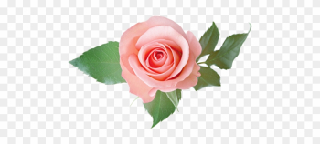 [ Img] - Transparent Background Rose Transparent