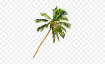 In Delray Beach, Florida, The Beach Is Just The Beginning - Palm Tree Beach Png Hd