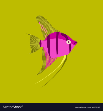 In flat style angelfish vector image In flat style angelfish vector image