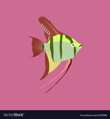 In flat style angelfish vector image In flat style angelfish vector image