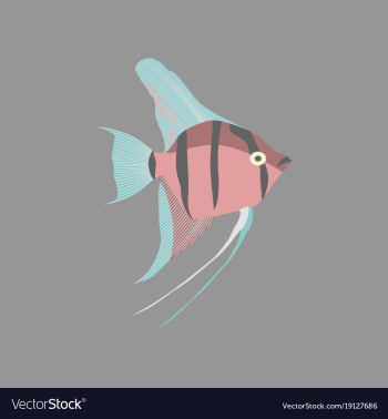 In flat style angelfish vector image In flat style angelfish vector image