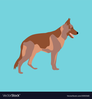 In flat style german shepherd vector image In flat style german shepherd vector image