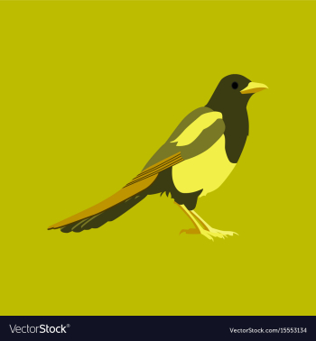 In flat style of magpie vector image