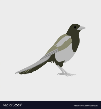 In flat style of magpie vector image