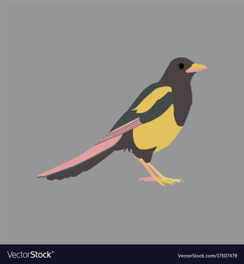 In flat style of magpie vector image