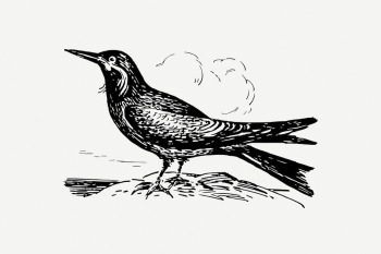 Inca tern bird clipart, vintage | Free PSD Illustration - rawpixel Inca tern bird clipart, vintage | Free PSD Illustration - rawpixel