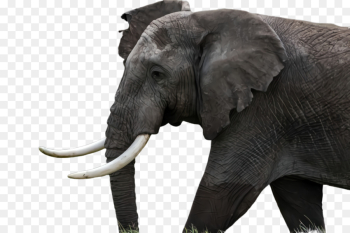 Indian elephant Indian elephant