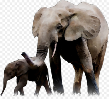 Indian elephant African elephant Association Soland France Tusk -  