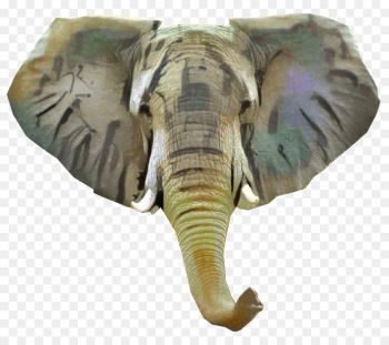 Indian Elephant, African Elephant, Elephant, Elephants And Mammoths PNG
