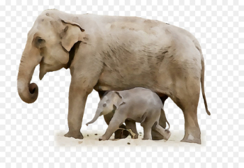 Indian elephant African elephant Fauna Terrestrial animal - Indian elephant African elephant Fauna Terrestrial animal -